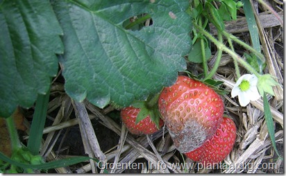 strawberry-botrytis-grey-mould