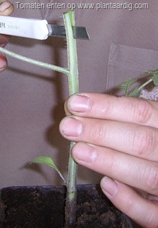 inkeping-onderstam-tomaten