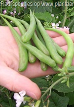 peultjes-op-hand