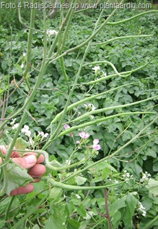 peultjes-van-jong-naar-oud