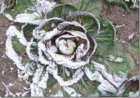 radicchio bevroren motsneeuw