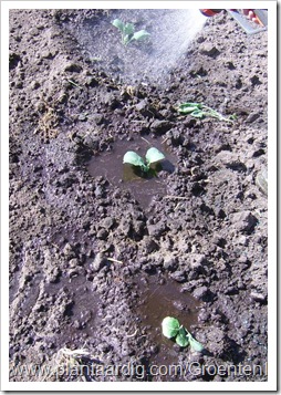 aangieten-na-planten-spruiten