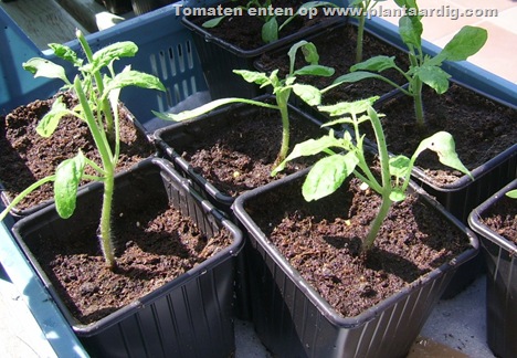 cutted-tomatoes-20042007