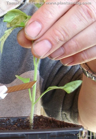 cutting-variety-tomato-07042007