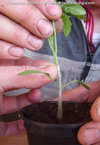 rootstock-and-variety-togheter-with-hands-07042007