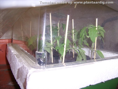 tomatoes-in-mini-glasshouse-just-grafted
