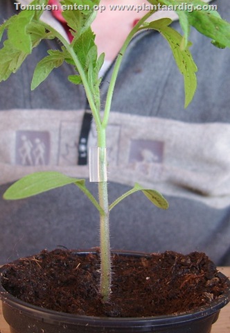 variety-rootstock-just-grafted