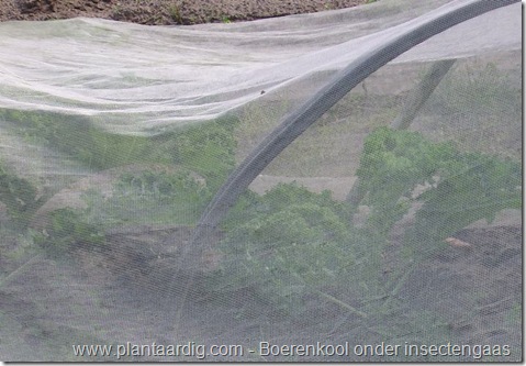 boerenkool_insectengaas