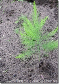 asperge planten1006_stevig
