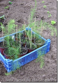 asperge planten Asparagus officinalis