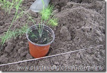 asperge planten2805_vertakt