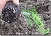 aspergeplanten2805_wortels