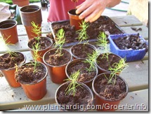 asperge verpotten