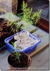 asperge Asparagus officinalis