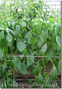 Kleinvruchtige planten, grote planten witte puntpaprika