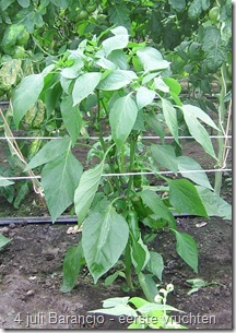 Kleinvruchtige paprika, kleiner blijvende planten