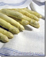 asperges