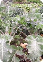gewasstand-winterbroccoli2