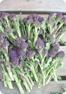oogst-purple-sprouts