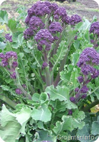 paarse-broccoli_hoofdknop_sfeer