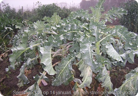 spruitbroccoli_14_januari_2009