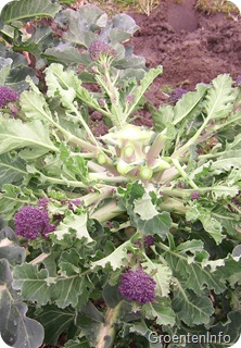 spruitbroccoli_oogst4