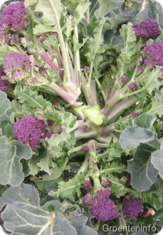 winterbroccoli_oogst1