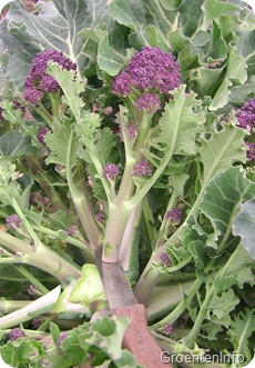 winterbroccoli_oogst2