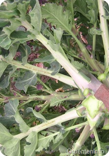 winterbroccoli_oogst3