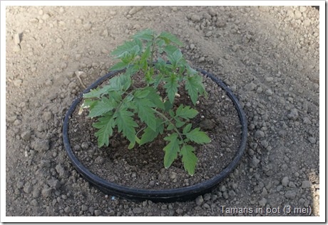 tomaten Tamaris F1 in de kas in pot