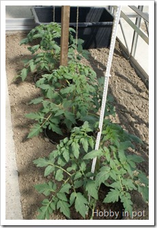 tomaten Hobby F1 serre potten