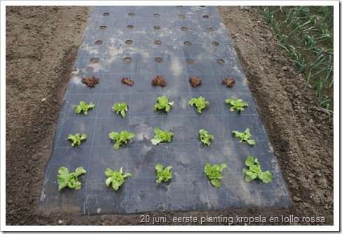 sla op gronddoek in de tuin