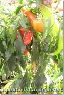 vorstschadepaprika2008