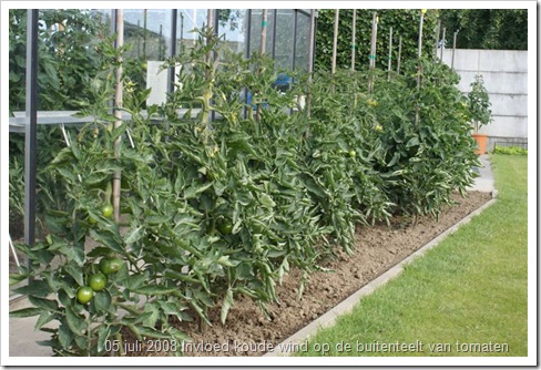 Invloed koude wind op de buitenteelt van tomaten