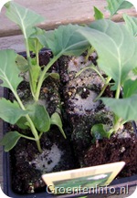 broccoli planten