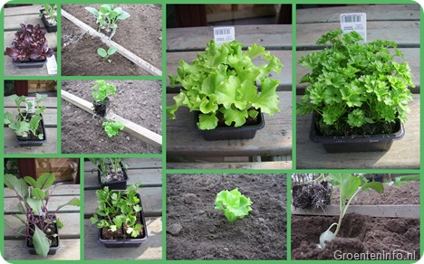 groenteplanten  collage