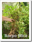 Sarpo Mira 006
