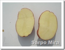 Sarpo Mira 008