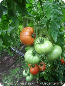 supersteak tomaten ras