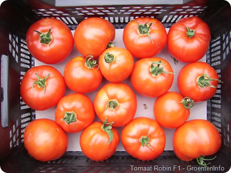 robin tomatenvariëteit