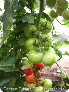 Durinta F1 tomaten