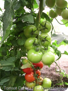 Durinta F1 tomaten