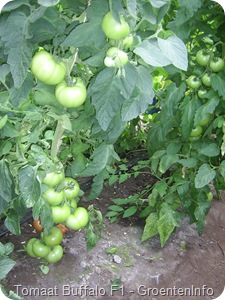 buffalo tomaten ras