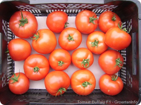 buffalo tomaten ras