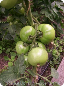 Dona F1 tomatenras