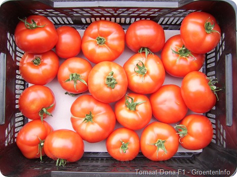 Dona f1 ras tomaat