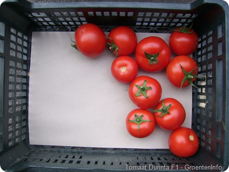 Rassen tomaten : durinta F1