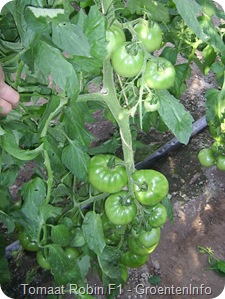 Robin f1 tomatenvariëteit