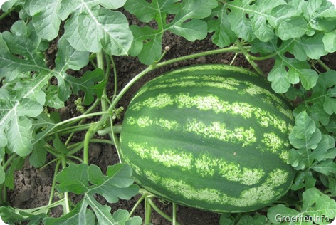 watermeloen oogsten
