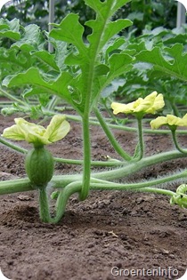 meloen vrouwelijk mannelijk bloemen